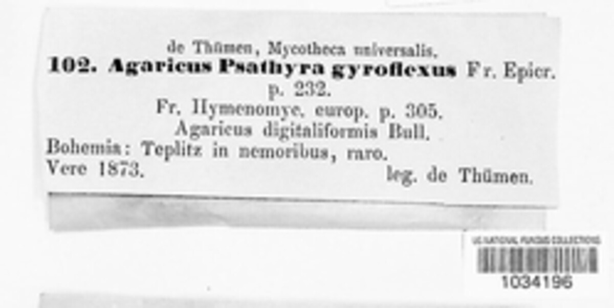 Psathyrella gyroflexa image